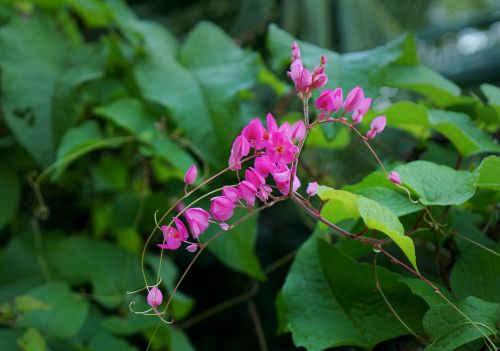 antigonon flower flower heart broken bunches of flowers