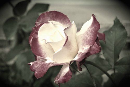 antique  flower  photograph