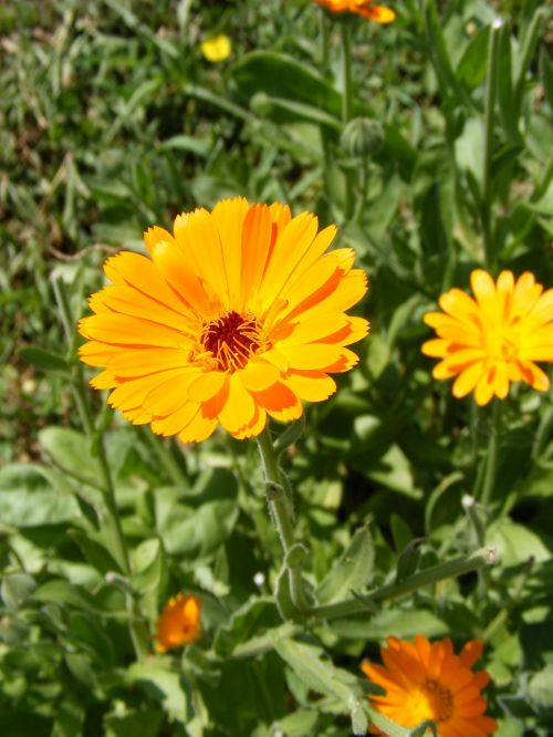 antiseptic bactericide calendula