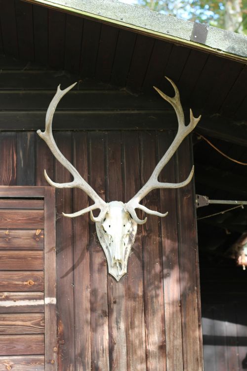 antler deer antler log cabin