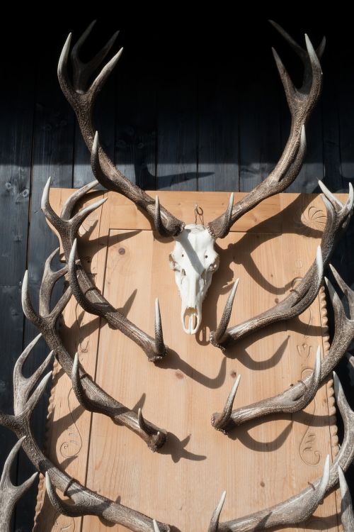 antler hirsch trophy