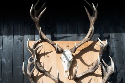 antler hirsch trophy