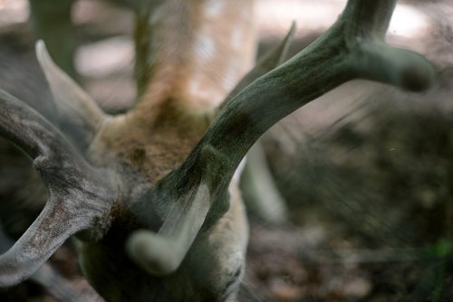 antler  fallow deer  forest