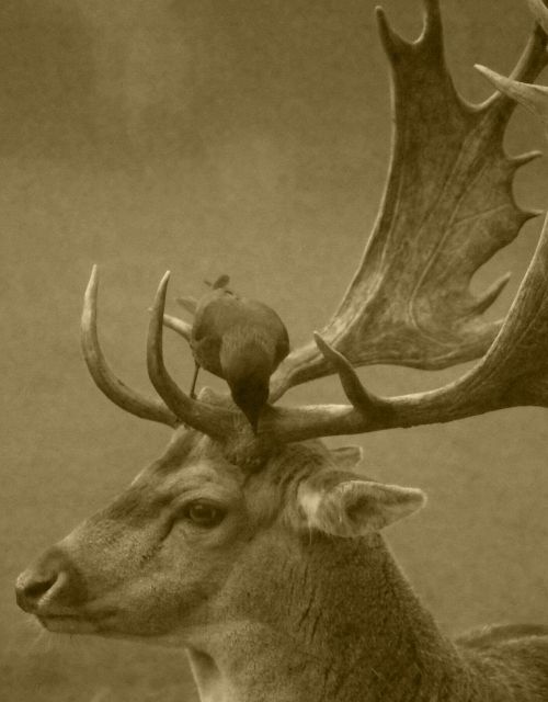 antlers stag deer
