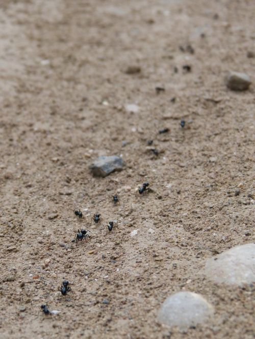 ants row path