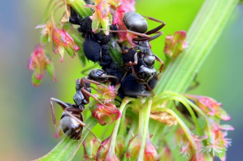 ants formicidae garden ants