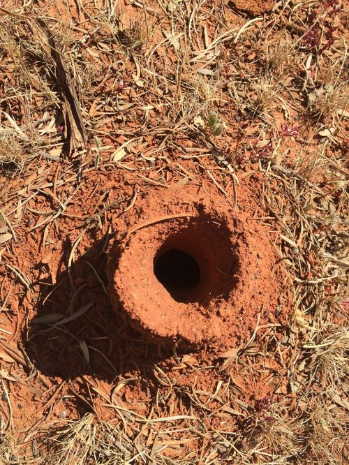 ants australia travel
