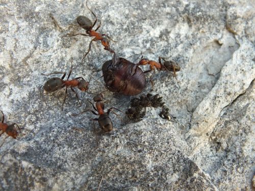 ants close nature