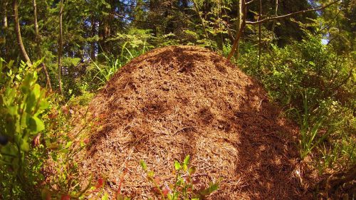 ants pile straw