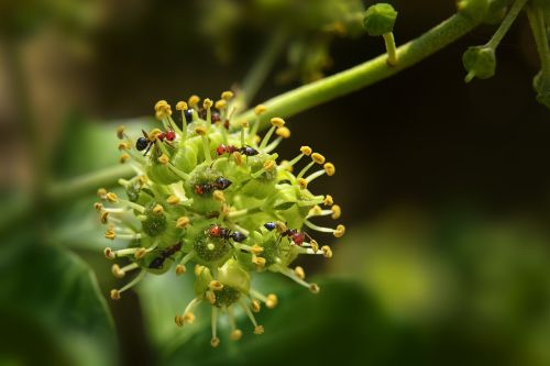 ants ivy flower