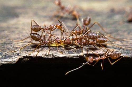 ants life animals