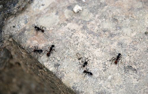 ants animals stone