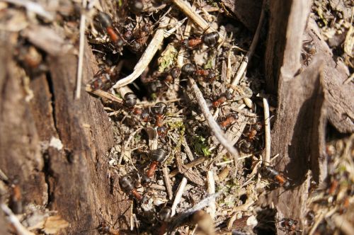 ants wood ant nature