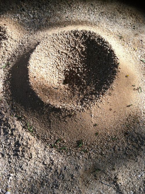 ants circle nature