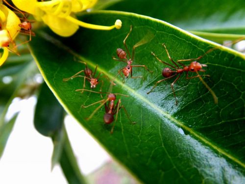 ants macro nature