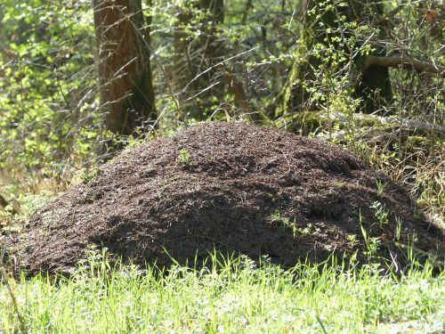 ants ant hill anthill