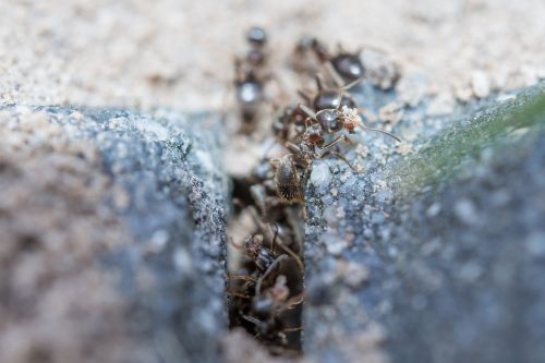 ants macro working