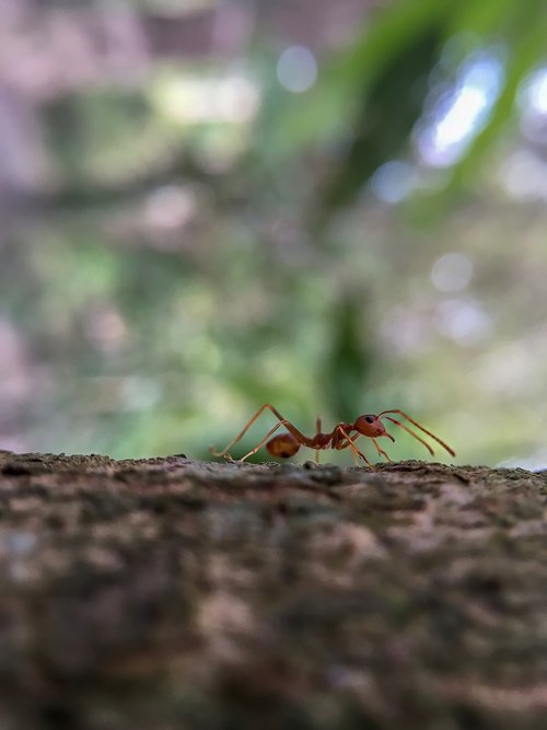 ants  animals  tree