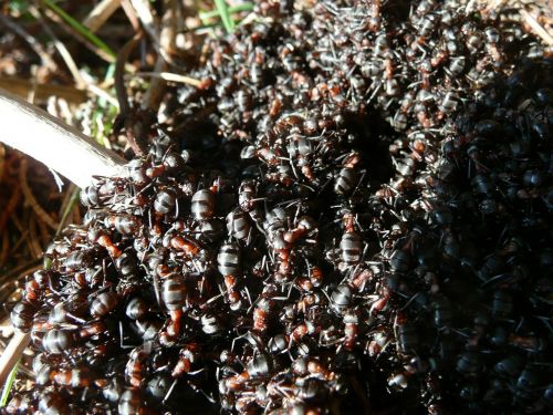 ants wood ants wood ant colony