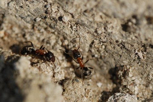 ants  spring  park