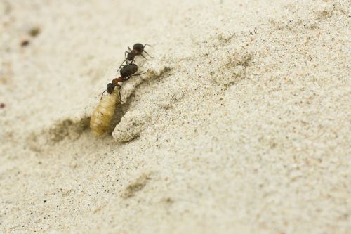 ants sand insect