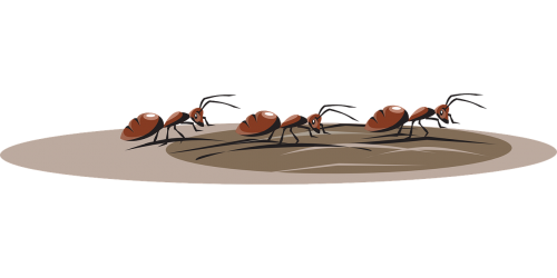 ants three walking