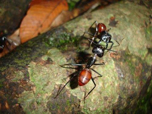 ants insects borneo