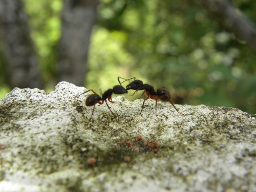 ants fighting insects