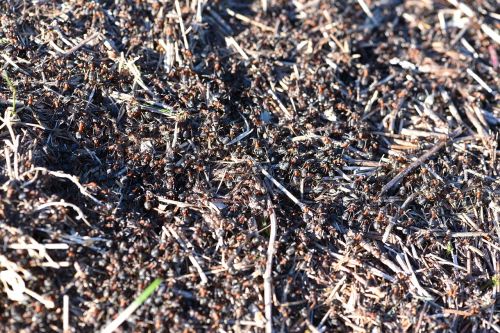 ants anthill nature