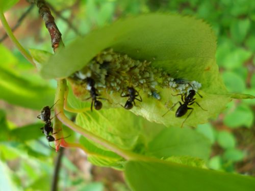 Ants On Leaf