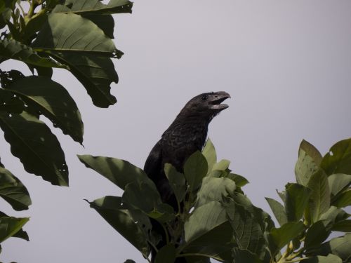anu black nature birds
