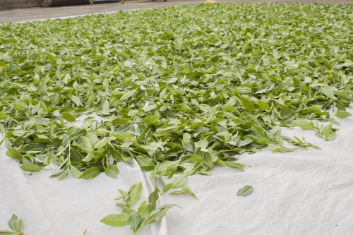 anxi tieguanyin tea drying green ecological tea garden