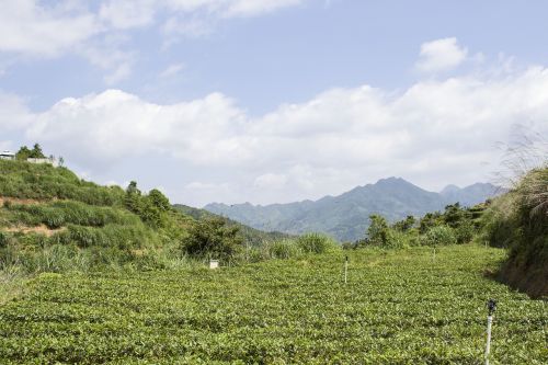 anxi tieguanyin tea mountain tea ecological tea garden