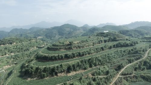 anxi tieguanyin tea mountain tea ecological tea garden