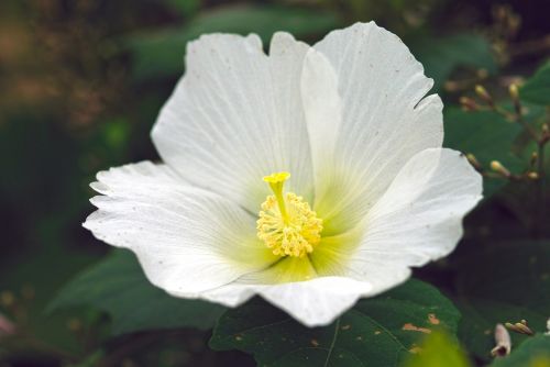aoi white flowers