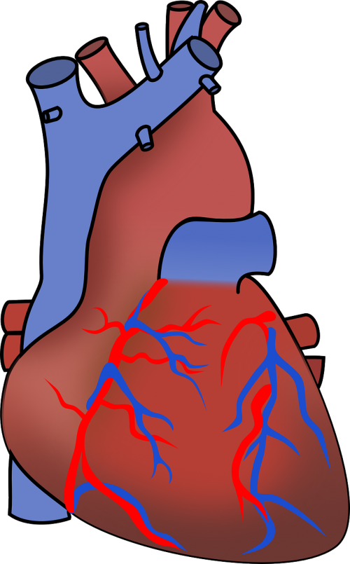 aorta artery blood
