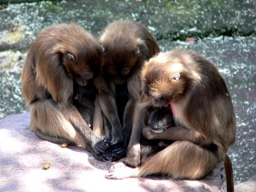 ape monkey baby monkey family