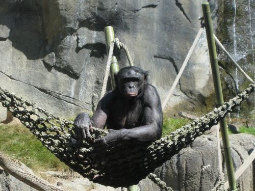 ape animal zoo