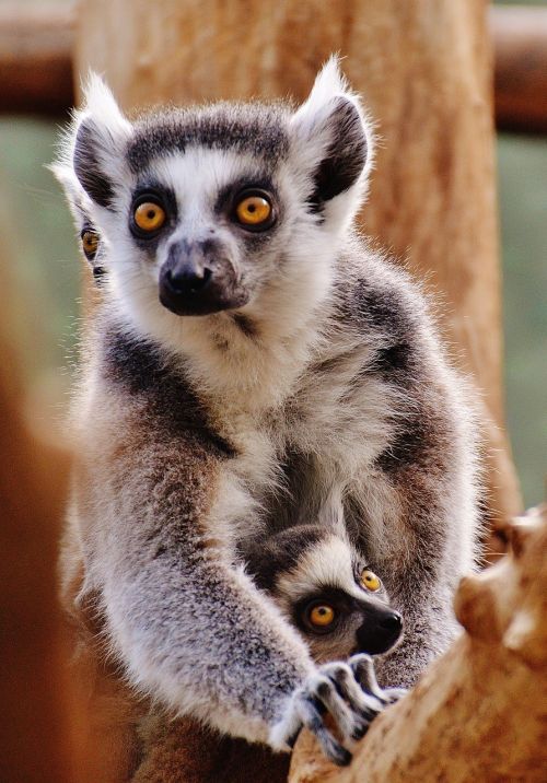 ape lemur animal world