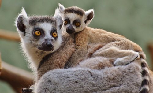 ape lemur animal world