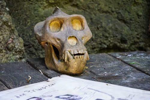 ape skull skeleton