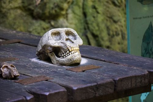 ape skull skeleton