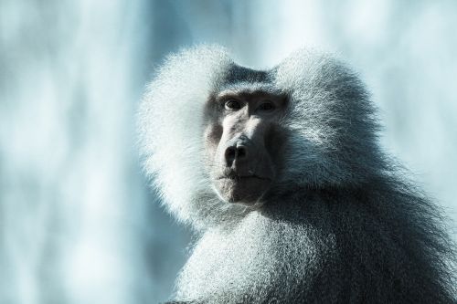 ape monkey baboon