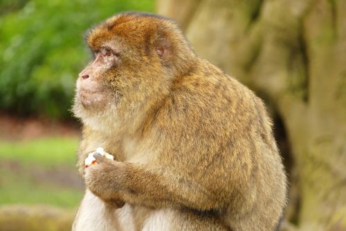 ape monkey primate