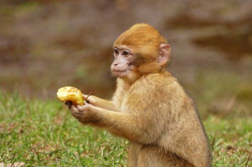 ape monkey animal