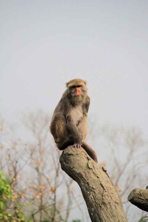 ape trunk high