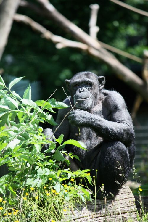 ape monkey zoo