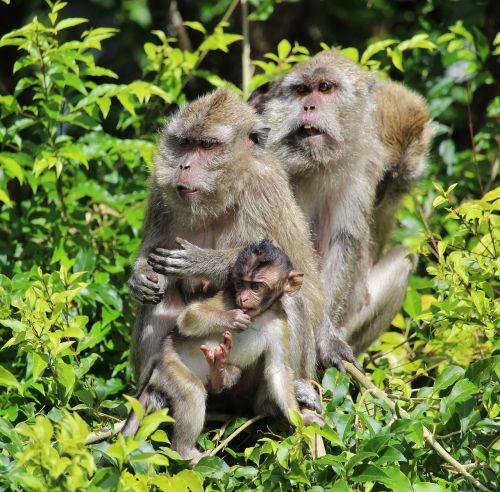 ape monkey baby mauritius