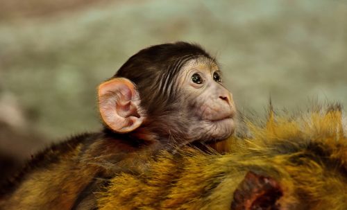 ape baby monkey barbary ape