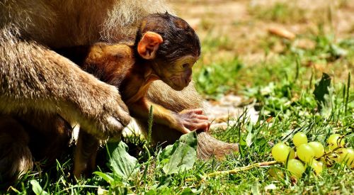 ape baby monkey grapes